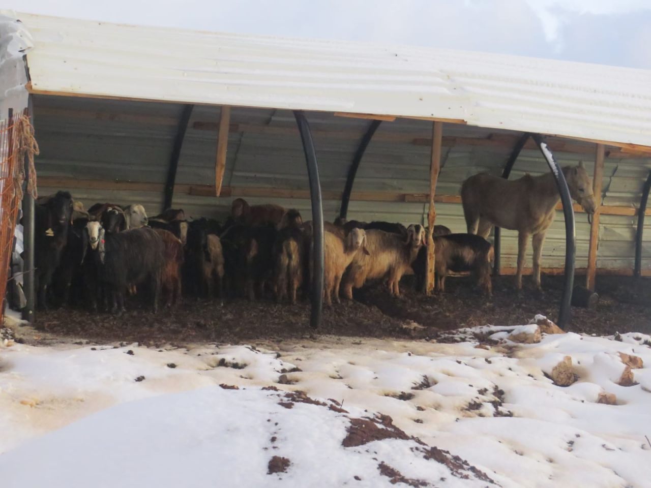 רמת מגרון (צילום: אלישע ירד)